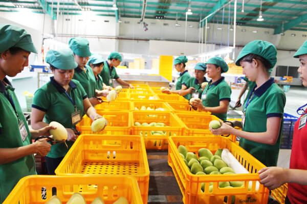 bảo quản trái cây xuất khẩu